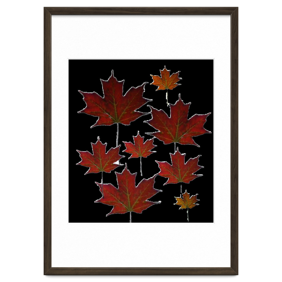 Red Autumn Leaves on Black Ground.