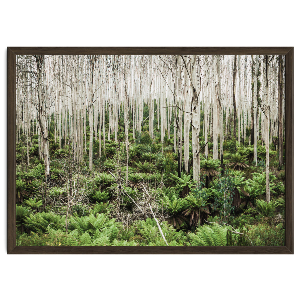 Forest After The Fire