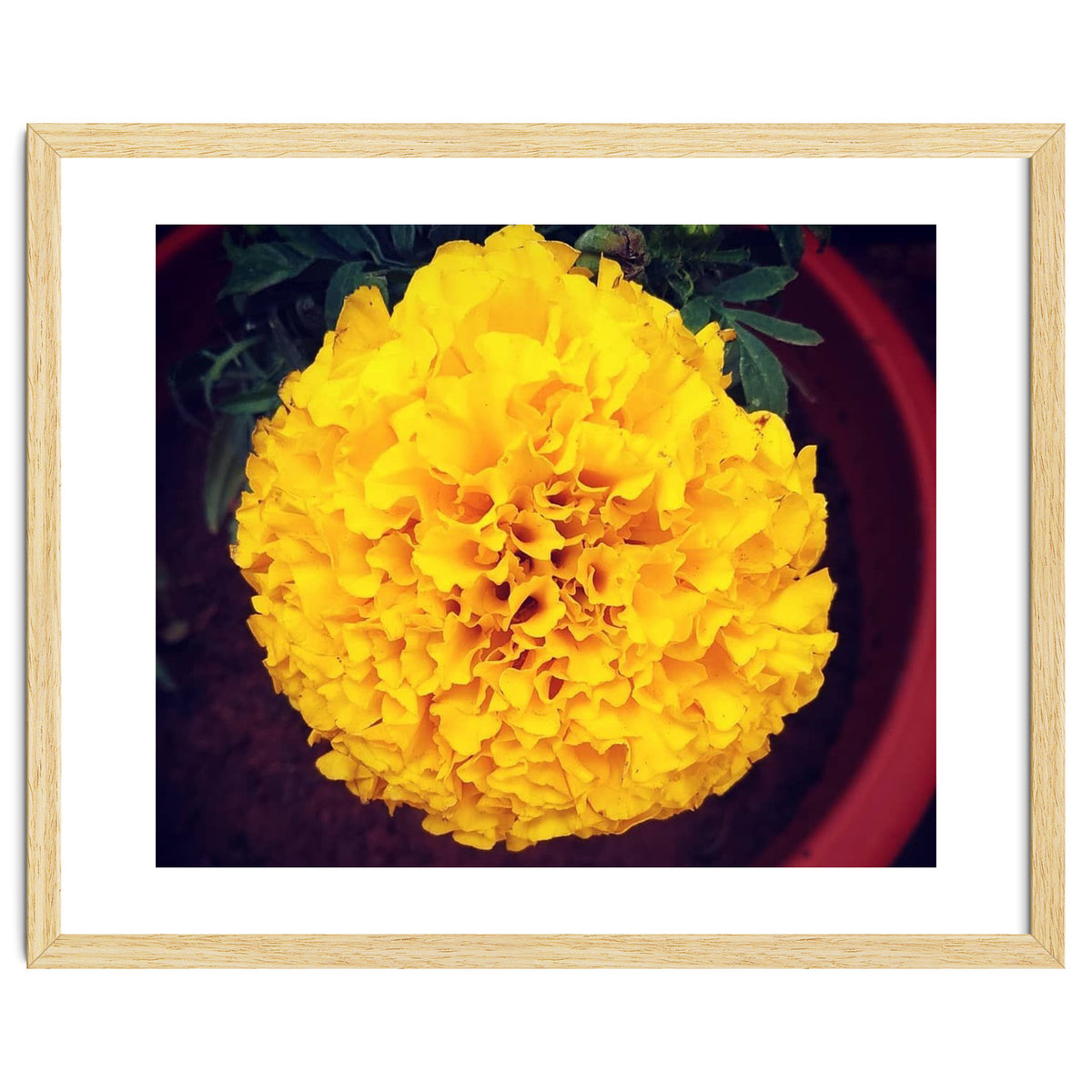 Yellow Chrysanthemum