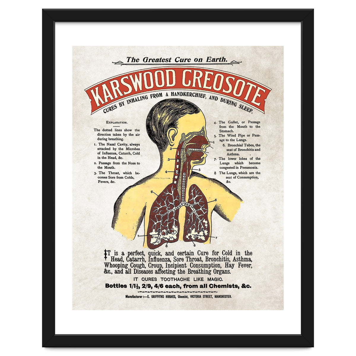 anatomy digestive system poster
