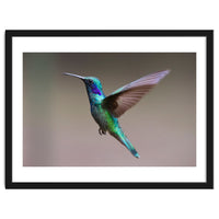 Hummingbird flying