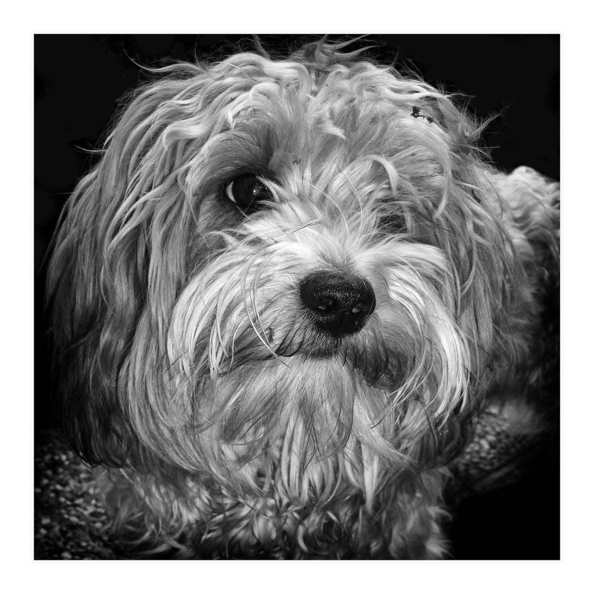 Havaneser (Print Only)