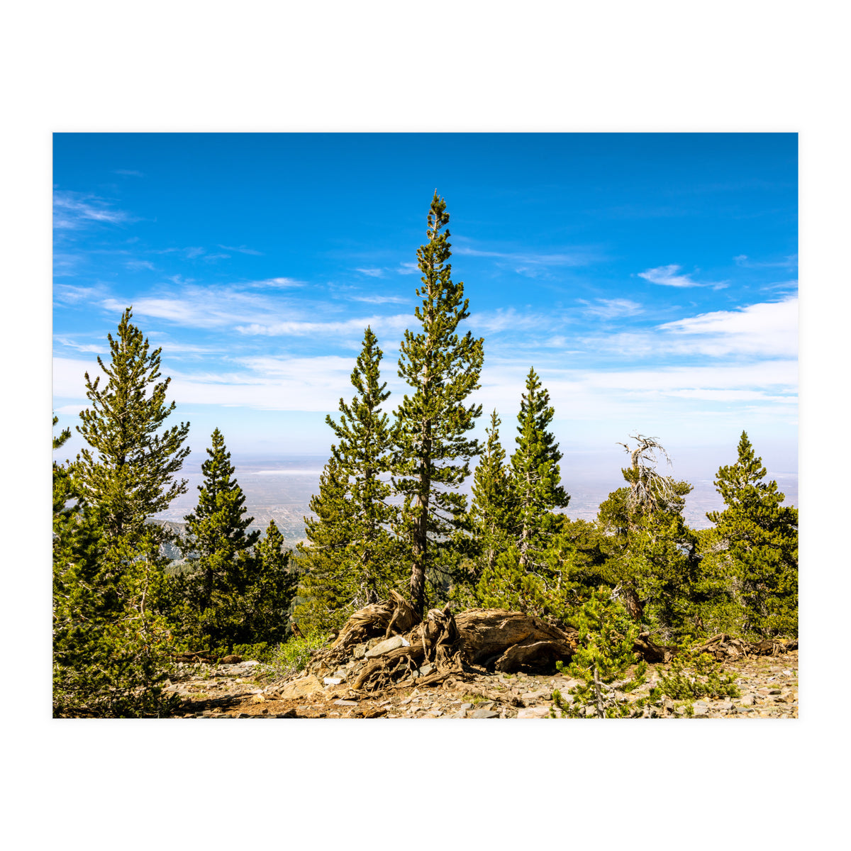 Pine Mountain (Print Only)