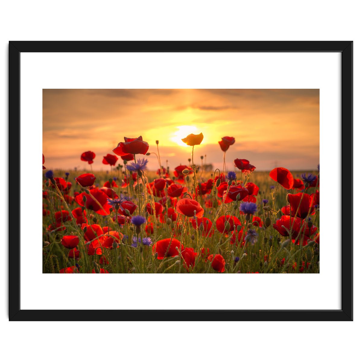 Poppies Sunset