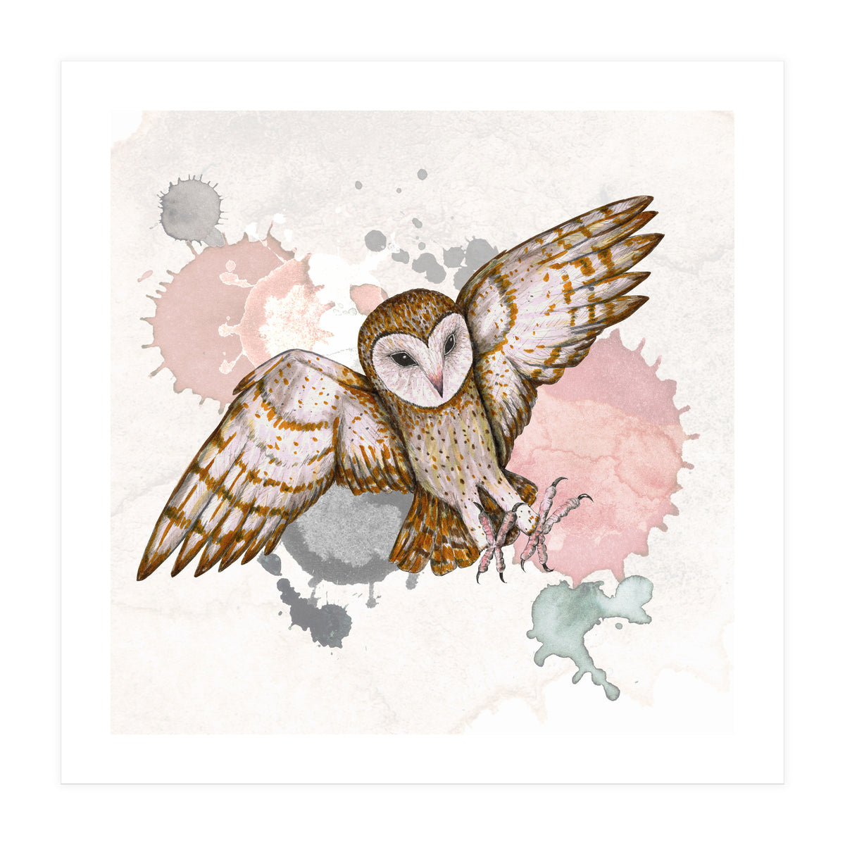 Attacking barn owl (Print Only)