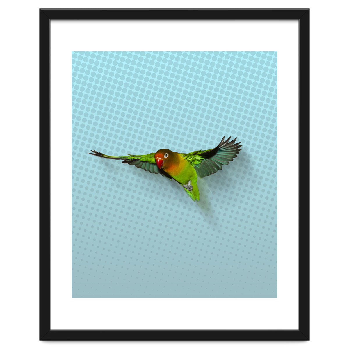 Flying lovebird