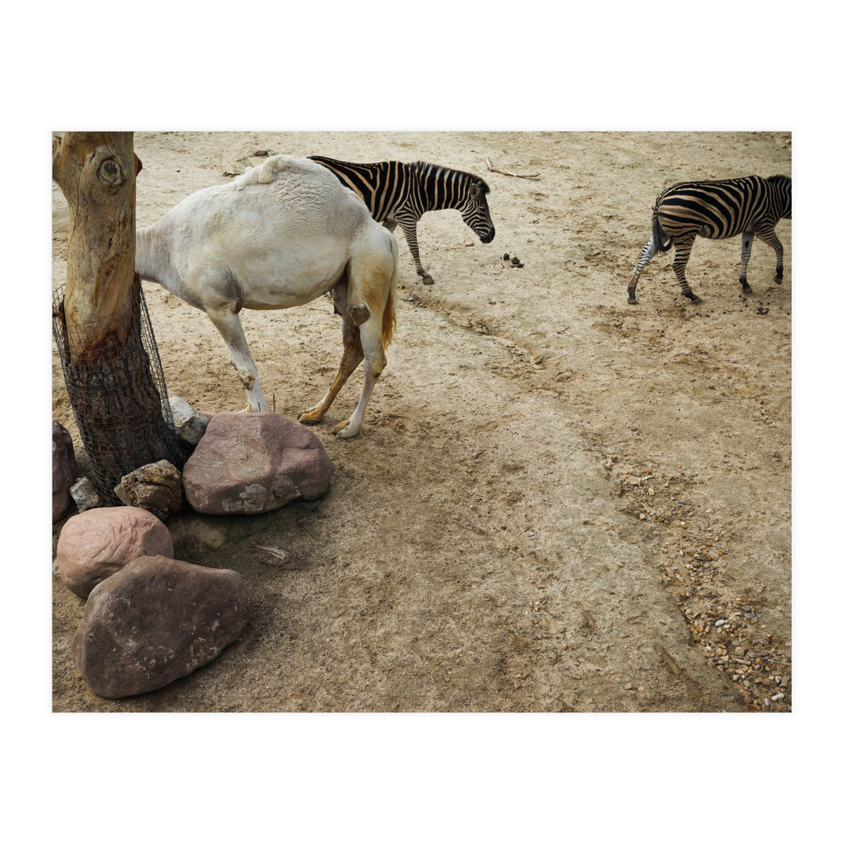 Hiding Game (Print Only)