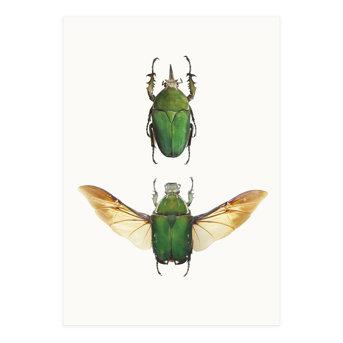 Cc Insects 02 (Print Only)