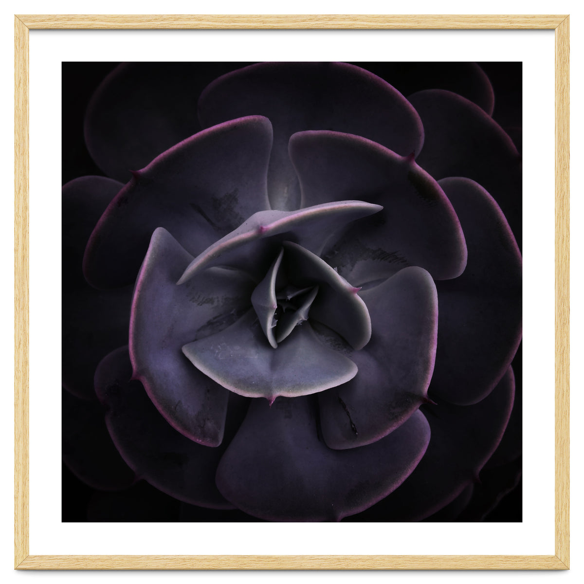 DARKSIDE OF SUCCULENTS VIII