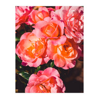 Rose  (Print Only)