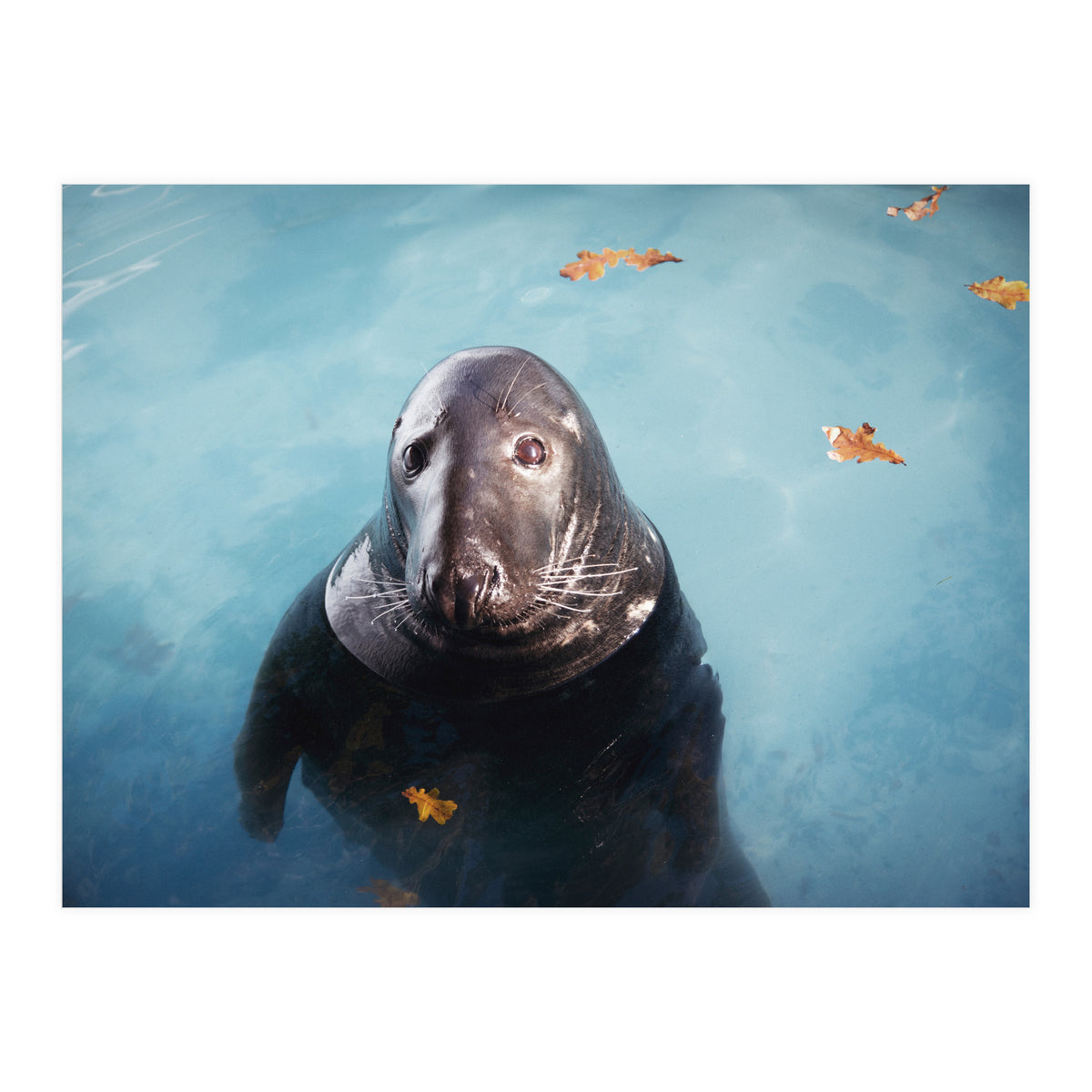 Woop Woop Woop (Print Only)