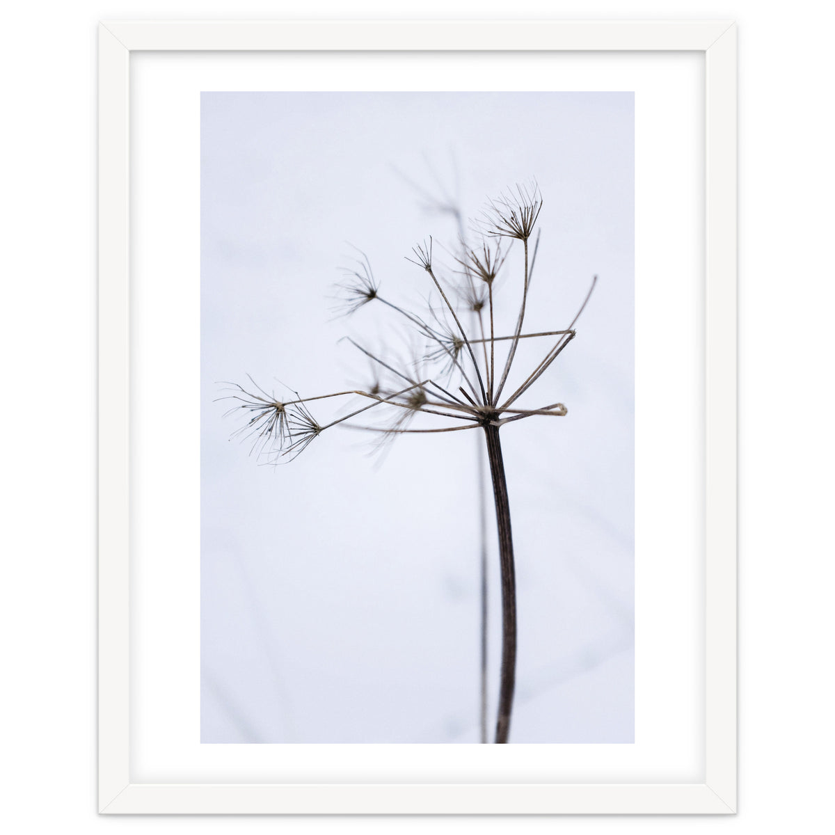 Wildflower in Winter