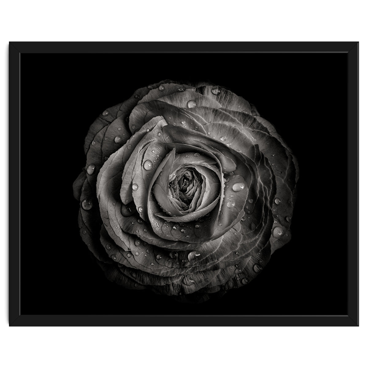 Backyard Flowers In Black And White 72