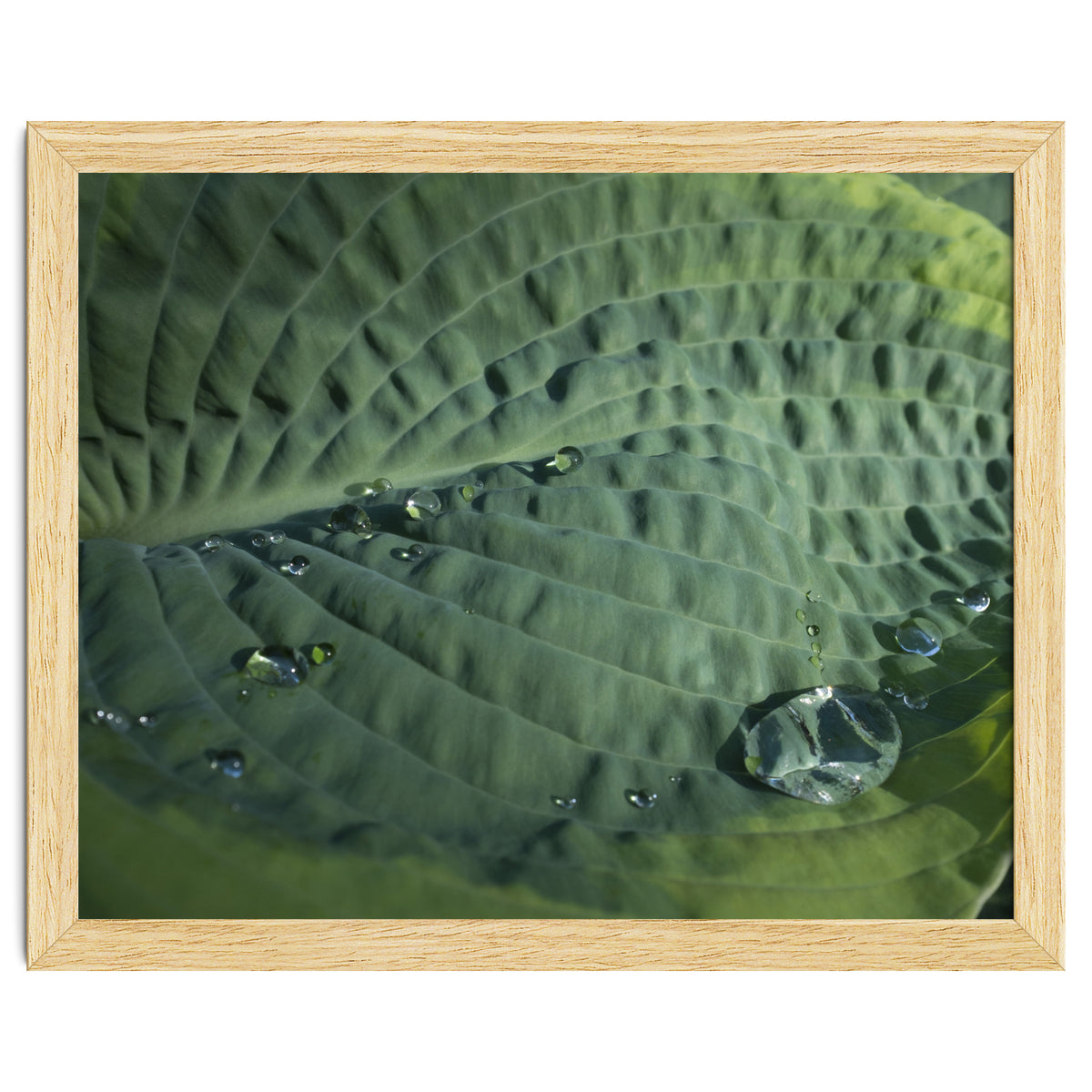 Hosta With Raindrops