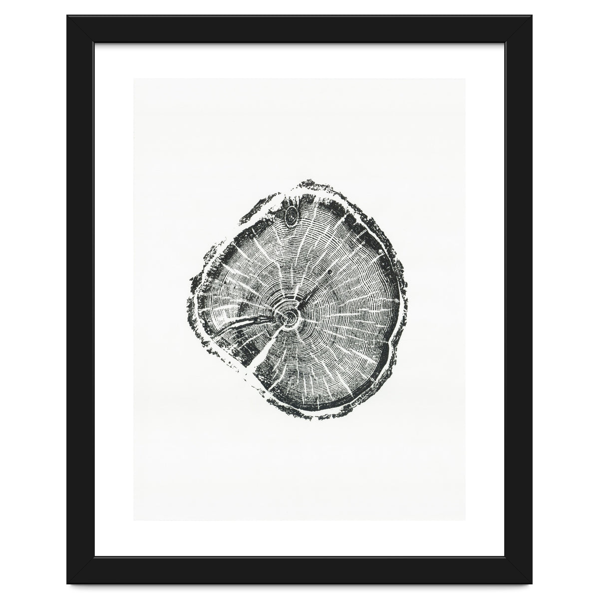 Tree Ring Print, Albion Basin, Utah, Pine Tree Print