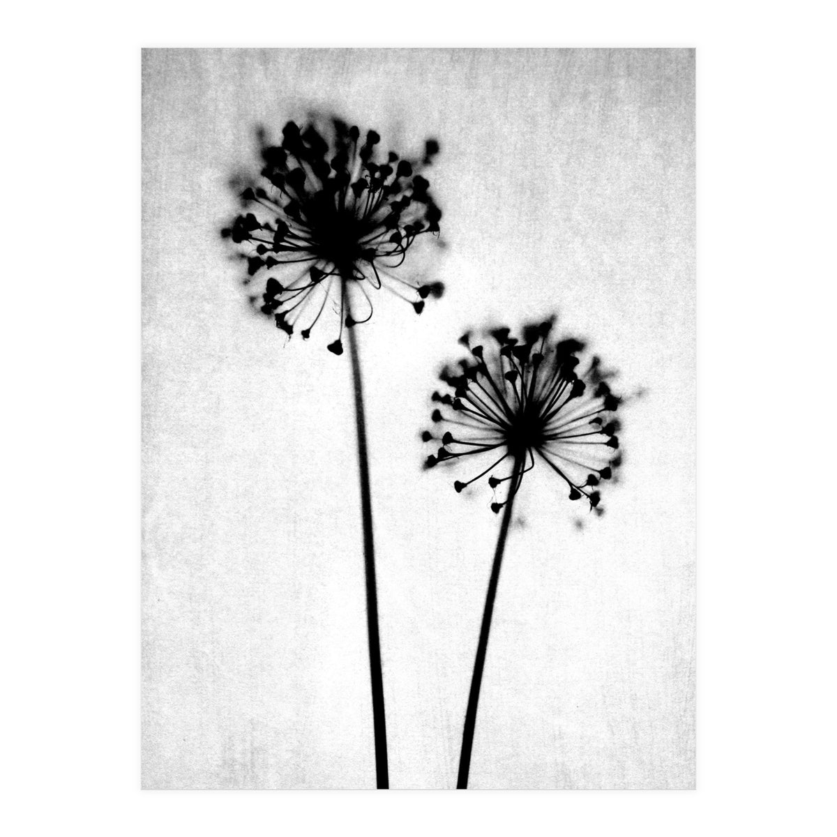 Dandelion  (Print Only)