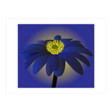 Anemone Blanda Flower Art (Print Only) thumbnail