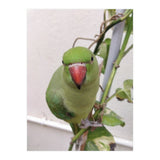 Attractive Indian Parrot (Print Only) thumbnail