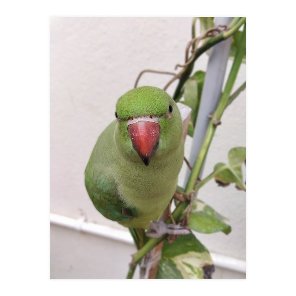 Attractive Indian Parrot (Print Only)
