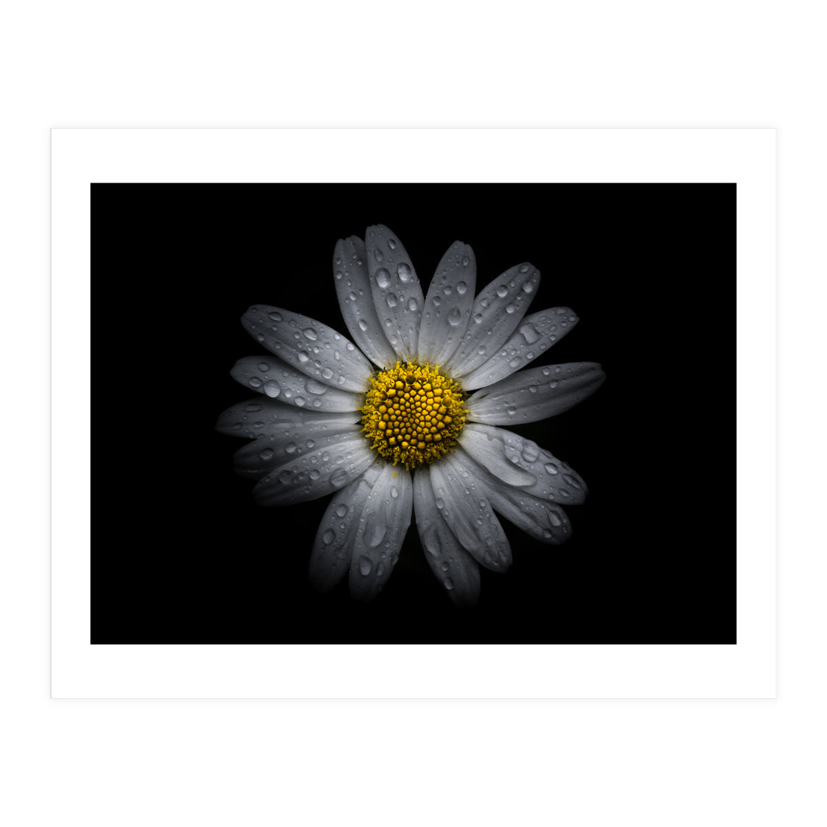 Backyard Flowers No 16 Color Version (Print Only)