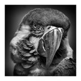 Macaw (Print Only) thumbnail