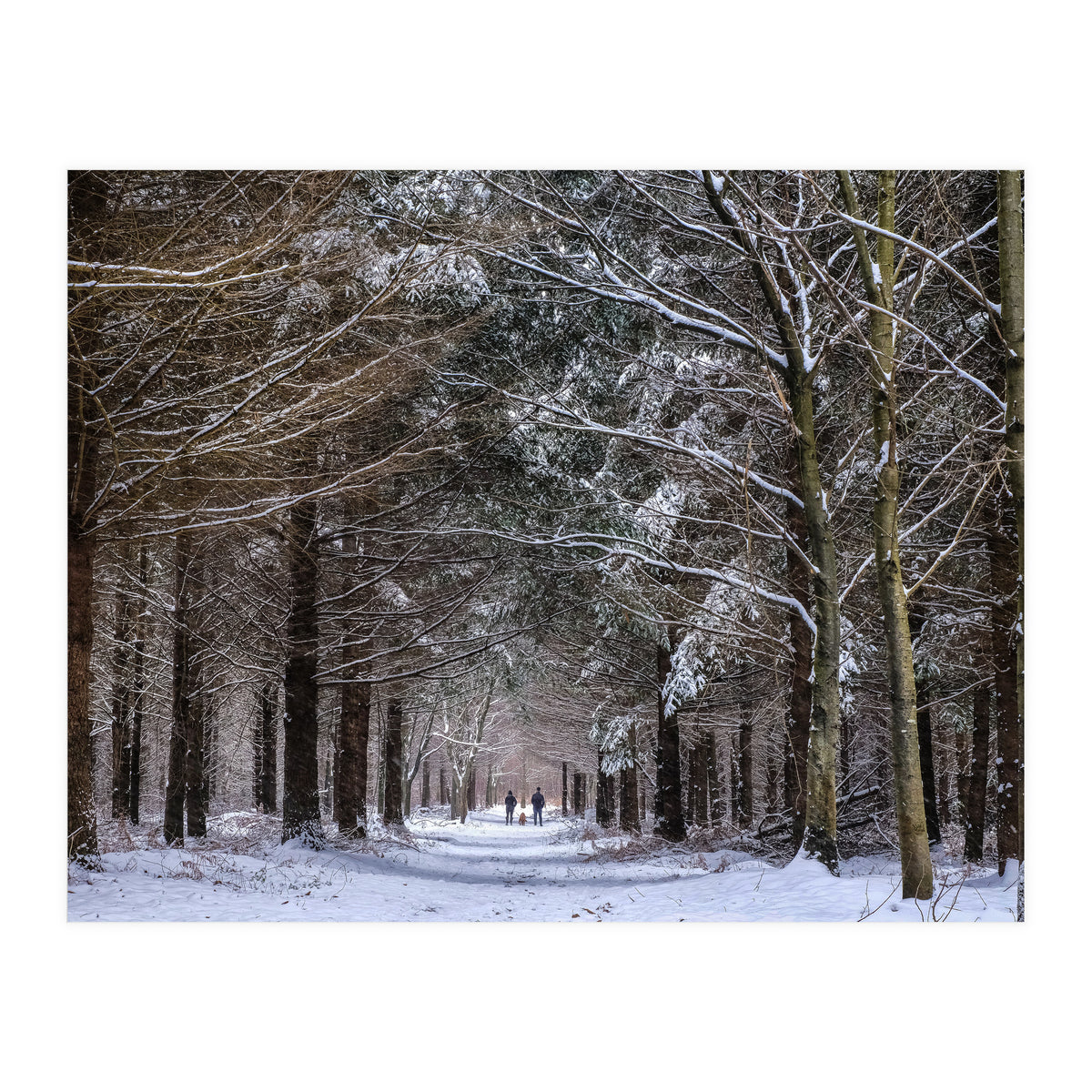 Dog Walkers in the Snow.  Heath Warren - Hampshire (Print Only)