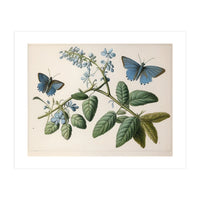 Butterflies Vintage Illustration (Print Only)