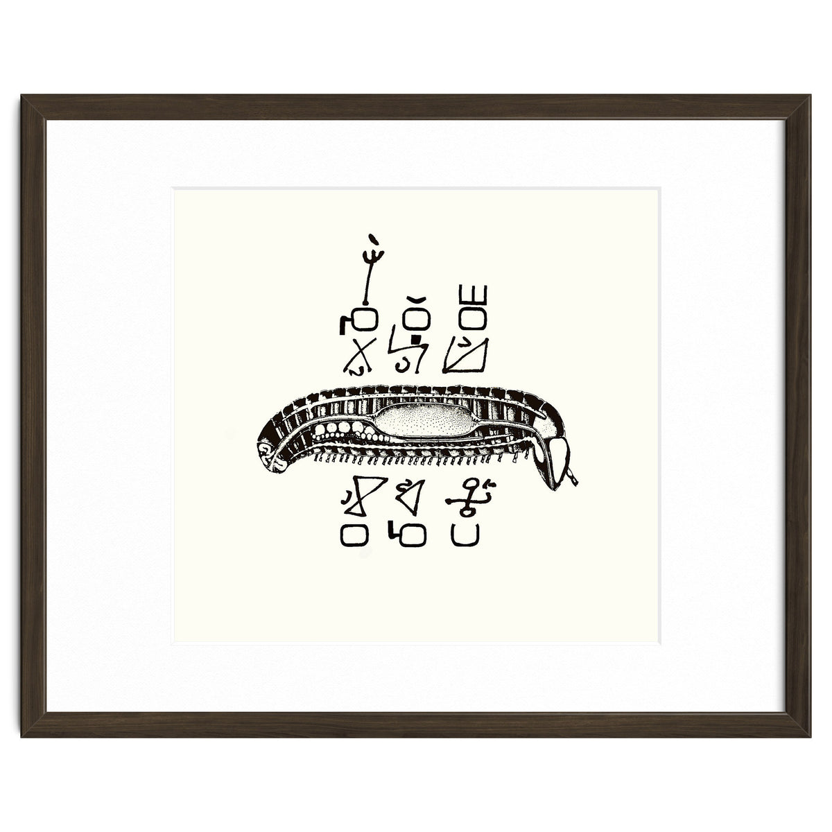 Diplopod David Felix