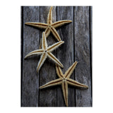 Starfishes in wooden (Print Only) thumbnail