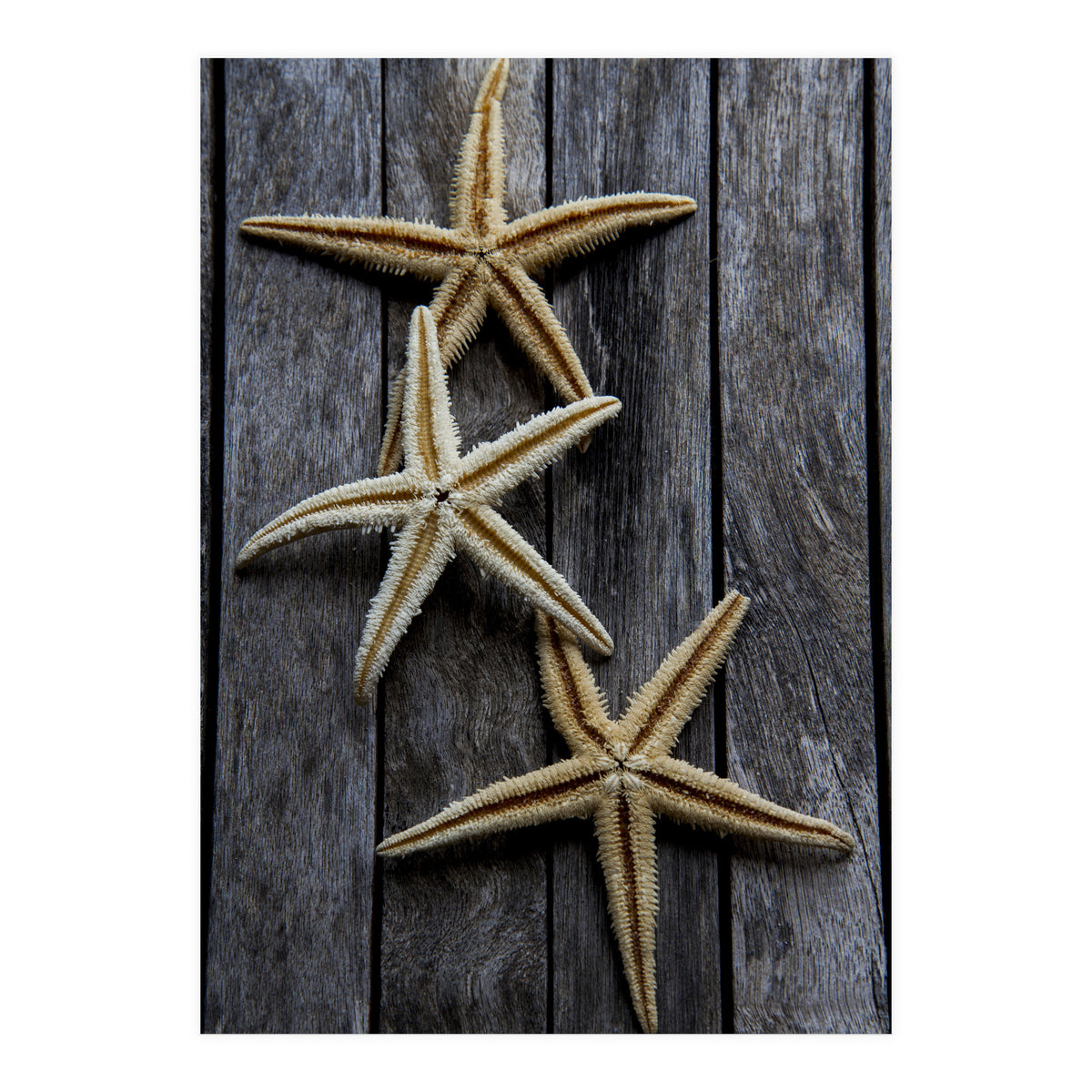 Starfishes in wooden (Print Only)