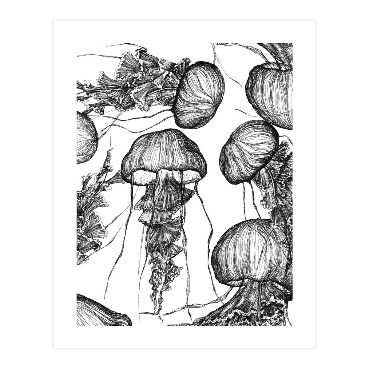 jellyfish (Print Only)