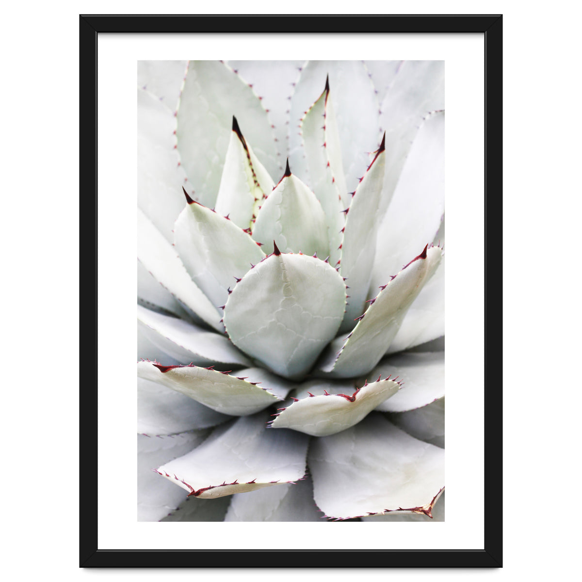 Agave plant