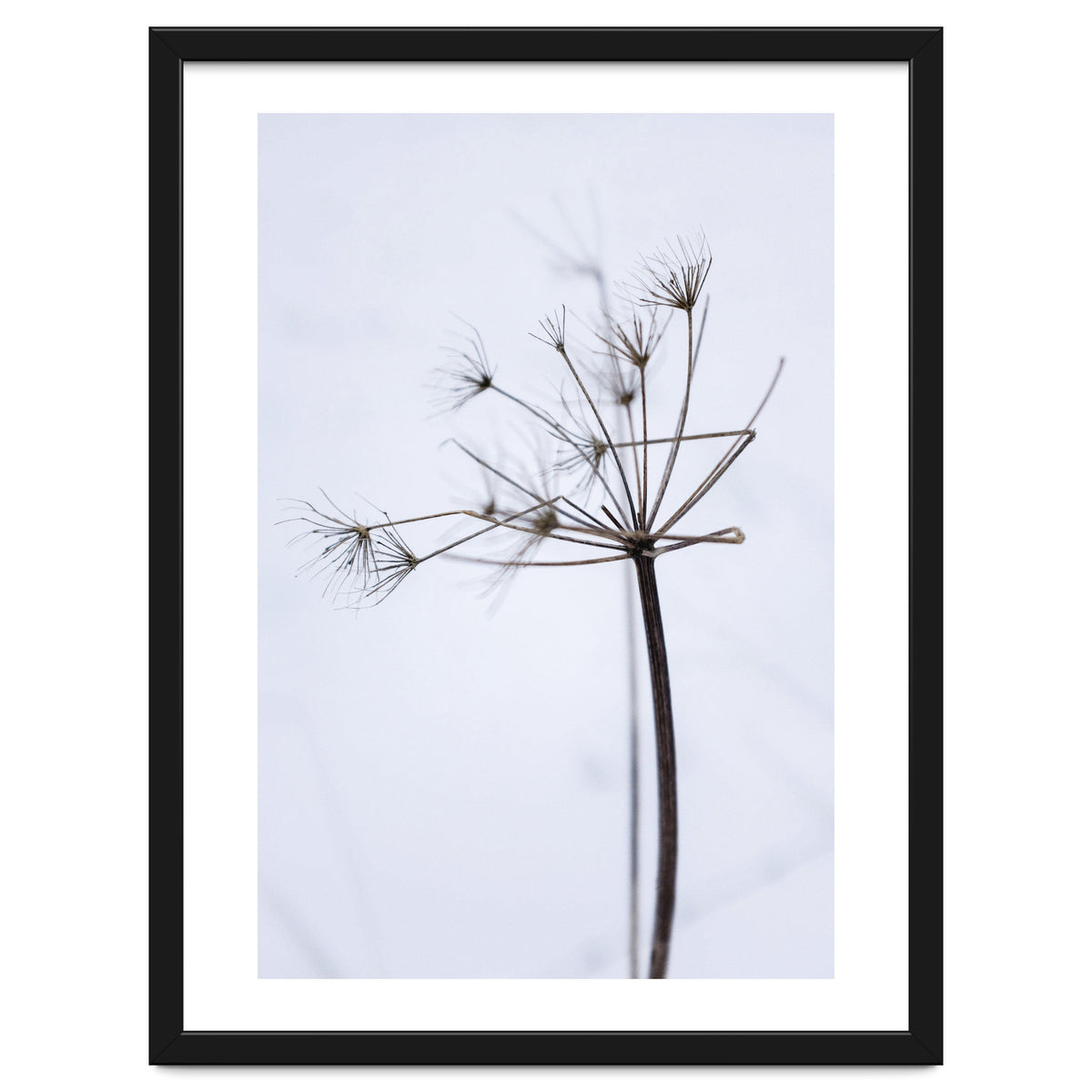 Wildflower in Winter