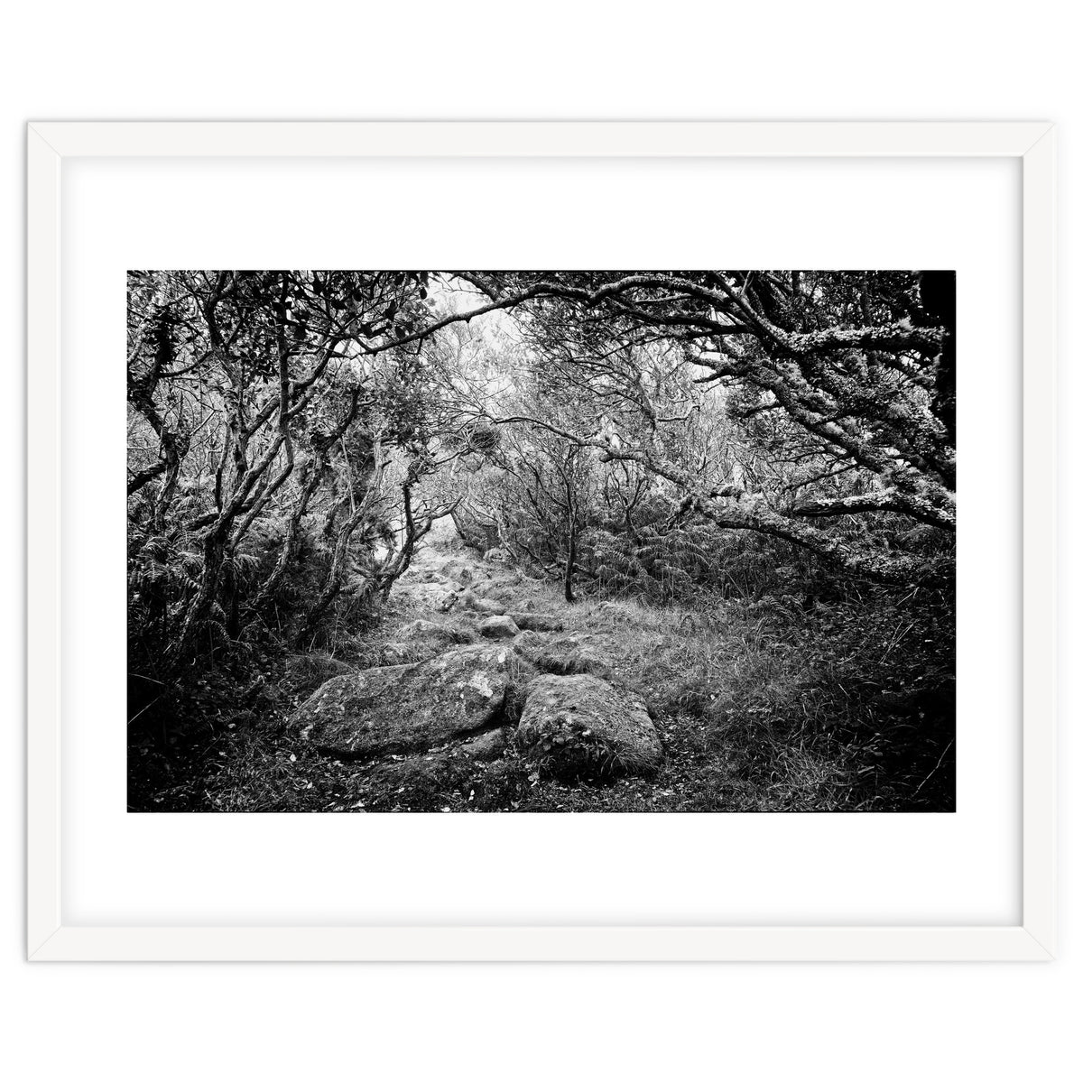 Undergrowth in black and white