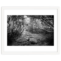 Undergrowth in black and white