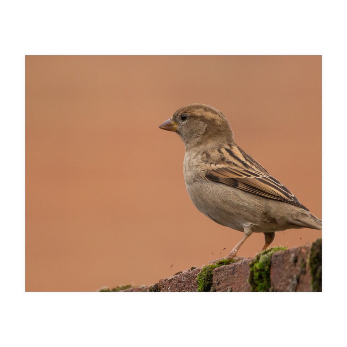 House Sparrow (Print Only)