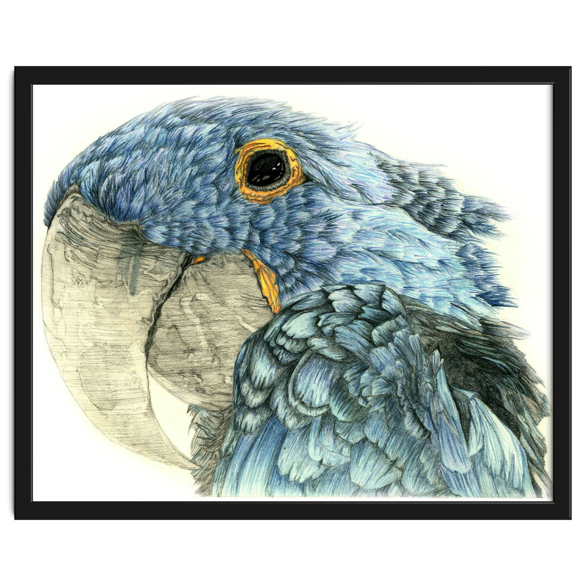 Blue Parrot