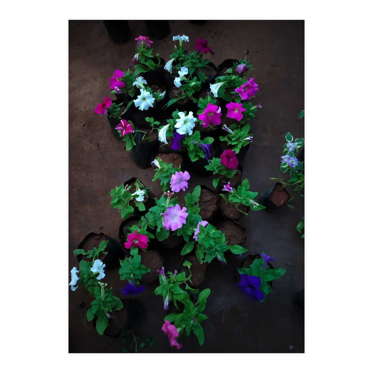 Beautiful Flower Garden (Print Only)