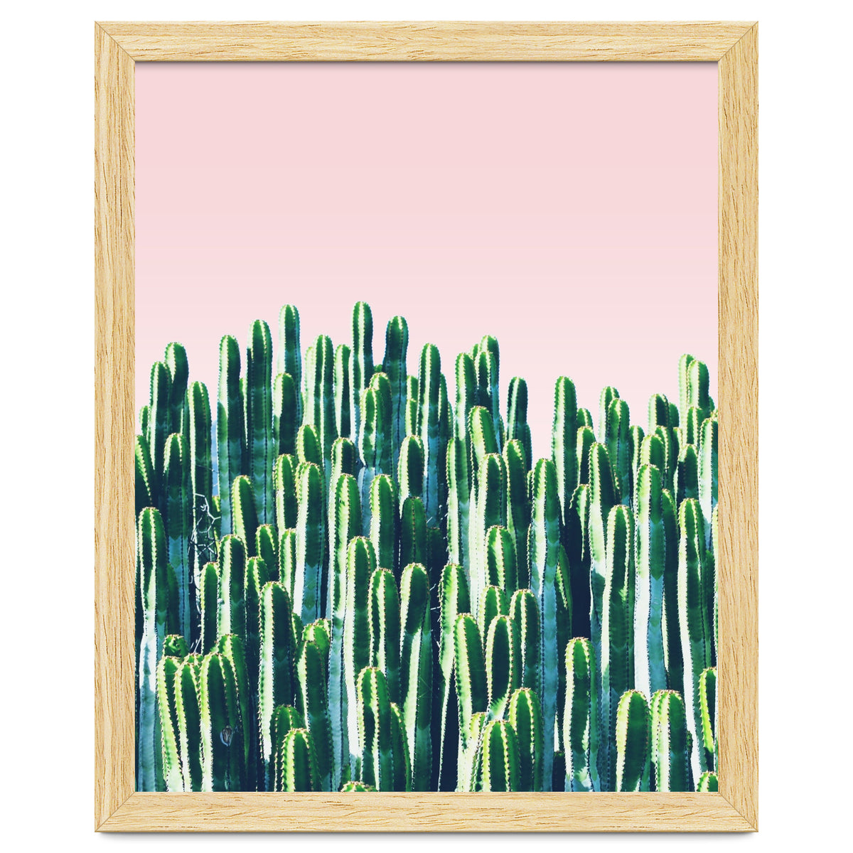 Cactus & Sunset II