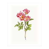 Cc Roses 02 (Print Only) thumbnail