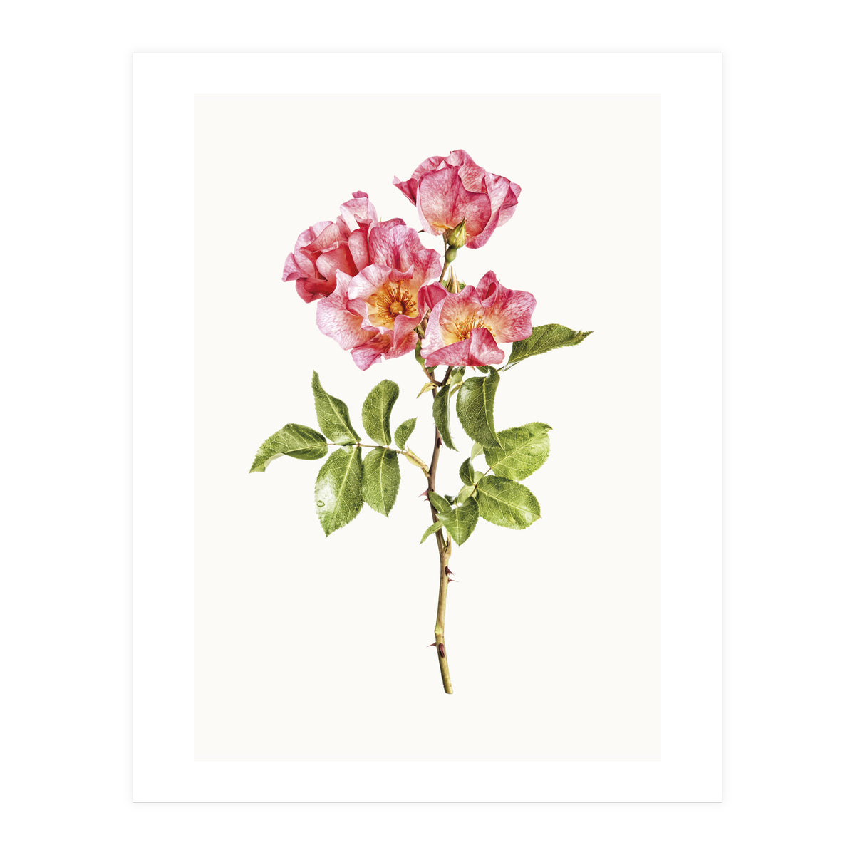 Cc Roses 02 (Print Only)