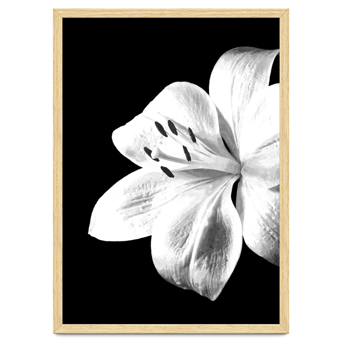 White Lily Black Background
