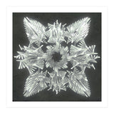 A Winged Debacle (Print Only) thumbnail