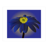 Anemone Blanda Flower Art (Print Only) thumbnail