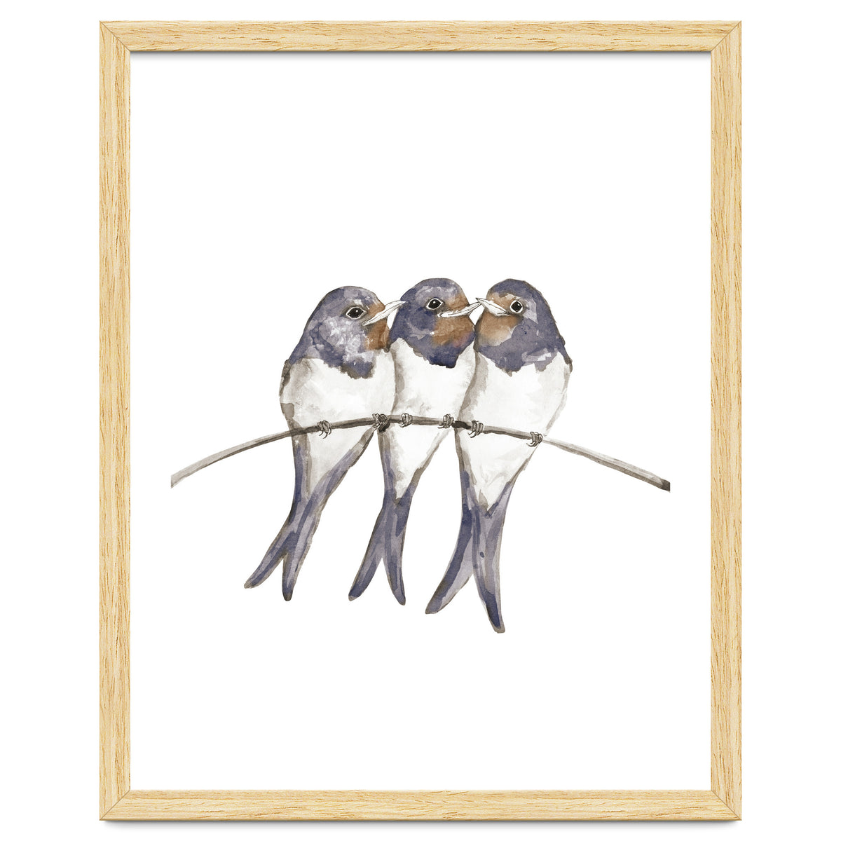 Three young swallows