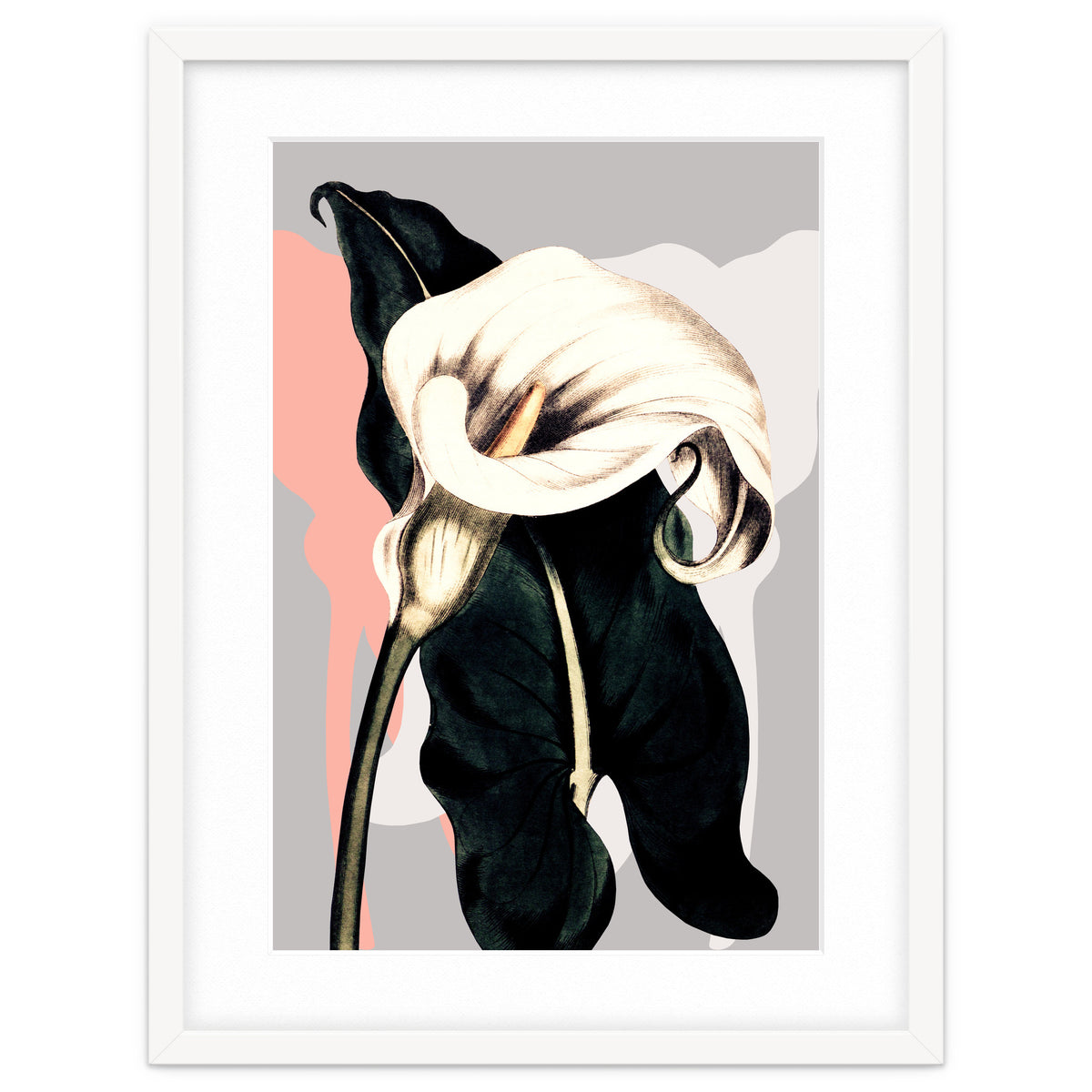 Calla lily flower