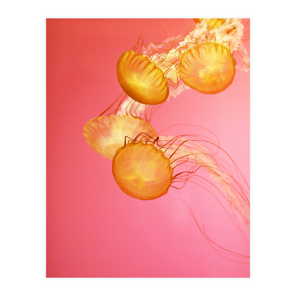Jelly #3  (Print Only)