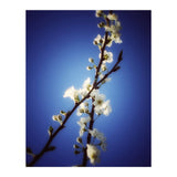 ALMOST BLUE (Print Only) thumbnail