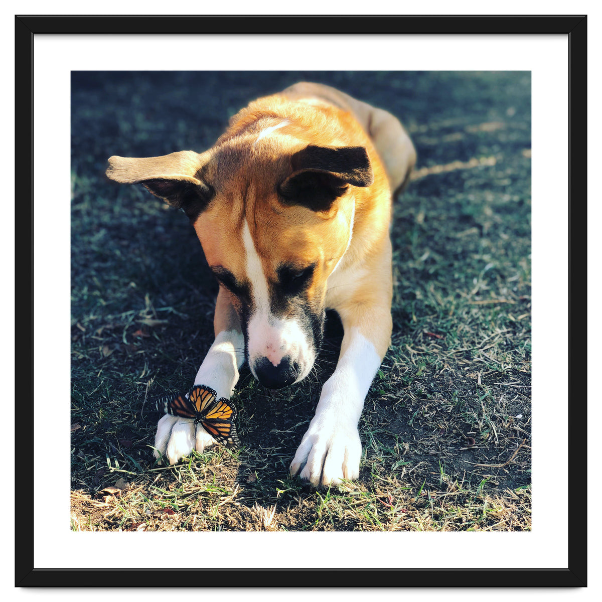 Cooper With Butterfly