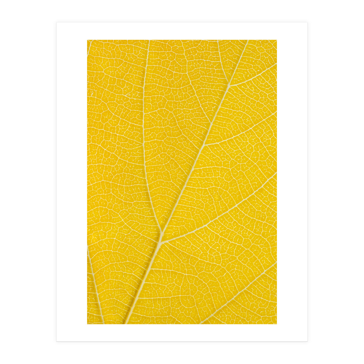Autumn Leaf (Print Only)